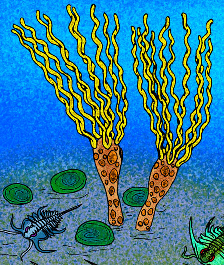 Reconstruction of the eocrinoid Gogia ojenai（Image source：Stanton F. Fink， CC BY-SA 2.5 ）