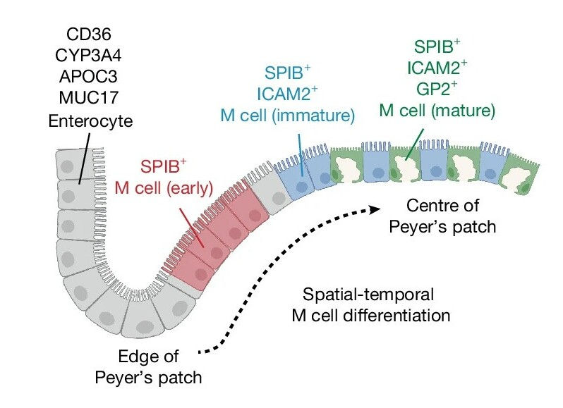 微皺褶細胞的分化過程與移動（圖片來源：Wang D et al. (2025).，採用 CC BY-NC-ND 4.0 授權）