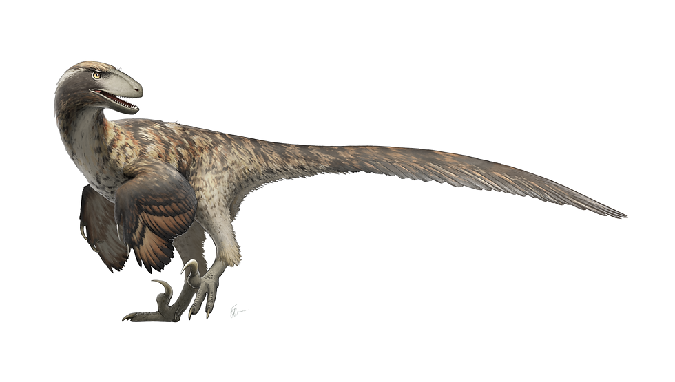 平衡恐爪龍（Deinonychus antirrhopus）