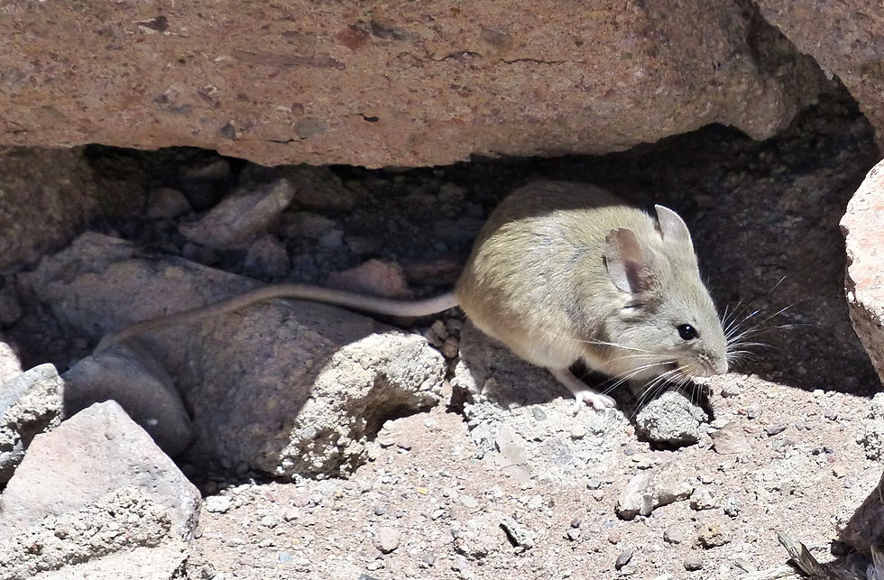 Life atop an Andean Volcano: How the Andean Leaf-Eared Mouse Pushes the Limits of Mammalian Survival