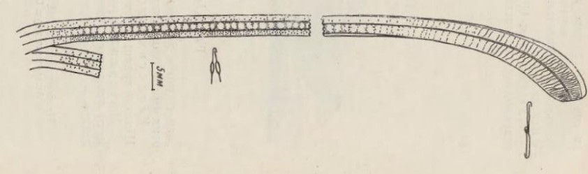 附屬構造的結構（感謝Sharov AG提供）