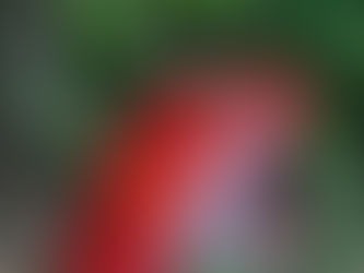 Madagascar Tomato Frog