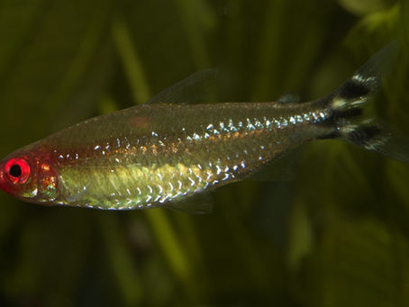 Rummy-Nose Tetra