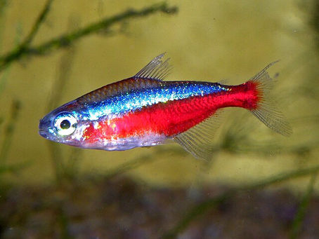 Cardinal tetra