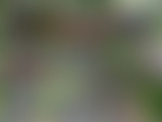 蘇門答臘猩猩治療傷口的行為