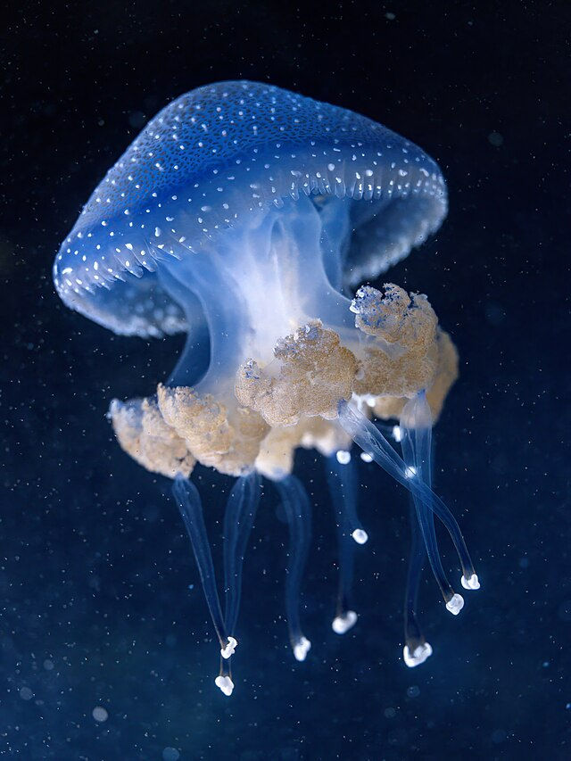 澳洲斑點水母（圖片來源：Lviatour，採用 CC BY-SA 3.0 授權）