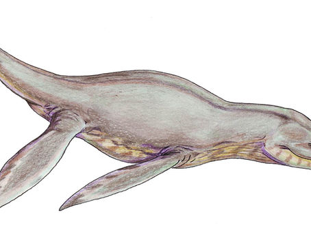 短頸上龍(Pliosaurus brachydeirus)