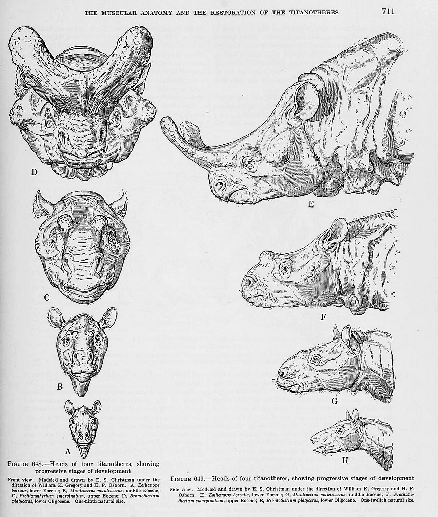 雷獸科的演化圖（圖片來源：PCYL，採用 CC BY 4.0 授權）