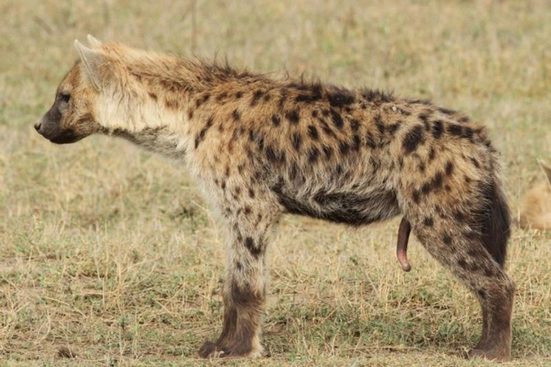 Female spotted hyena（Courtesy of Bettina Wachter）