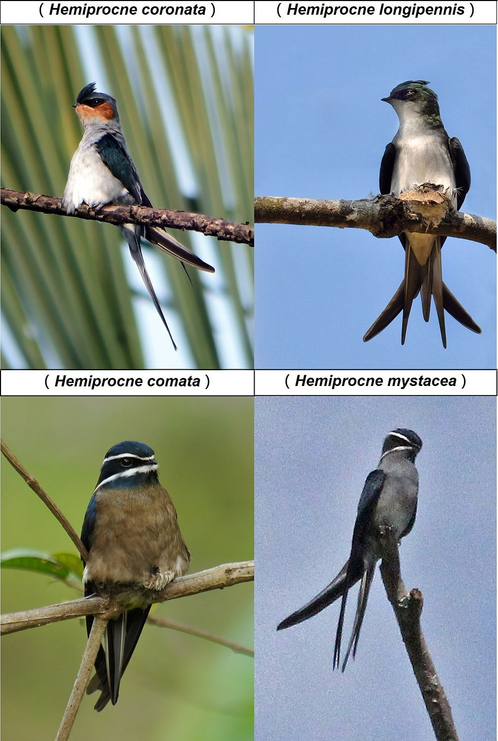 Four species of tree swifts (Hemiprocnidae)（Image source：Rison Thumboor、Seshadri.K.S、T R Shankar Raman、Jerry Oldenettel， CC BY-SA 4.0/CC BY-SA 3.0/CC BY-SA 2.0 ）