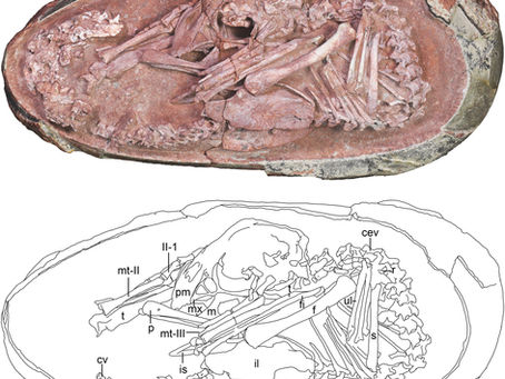 How Did Dinosaurs Curl Up Before Hatching? An Oviraptorid Embryo Preserves a Bird-like Prehatching Posture