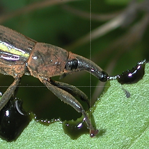 Screen Shot 2019-05-15 at 11.52_edited.png