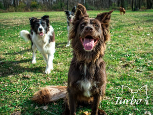 Exploring Unique Mixed Breeds at Turbo Coltrievers