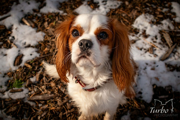 Ben the Cavalier