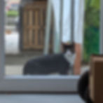 Panda the Brussels brewery cat looking inside Tipsy Tribe.