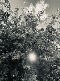 E0A77FEC-B44A-45D4-894C-C7289DF6646E_1_102_a.jpeg