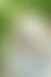 hkcreate sage green dress family of four baby boy san jose photographer bay area Outdoor Home Newborn Lifestyle Session, Bay Area