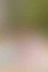 hkcreate hk create bay area photography morgan hill photoshoot family mini session morning sage pink neutral color palette family of four