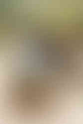 hkcreate hk create heather and kissy photography duo bay area photographers arizona cactus garden stanford family legacy photo session extended family joyful loving cute sweet light and airy