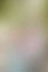 hkcreate hk create bay area photography morgan hill photoshoot family mini session morning sage pink neutral color palette family of four