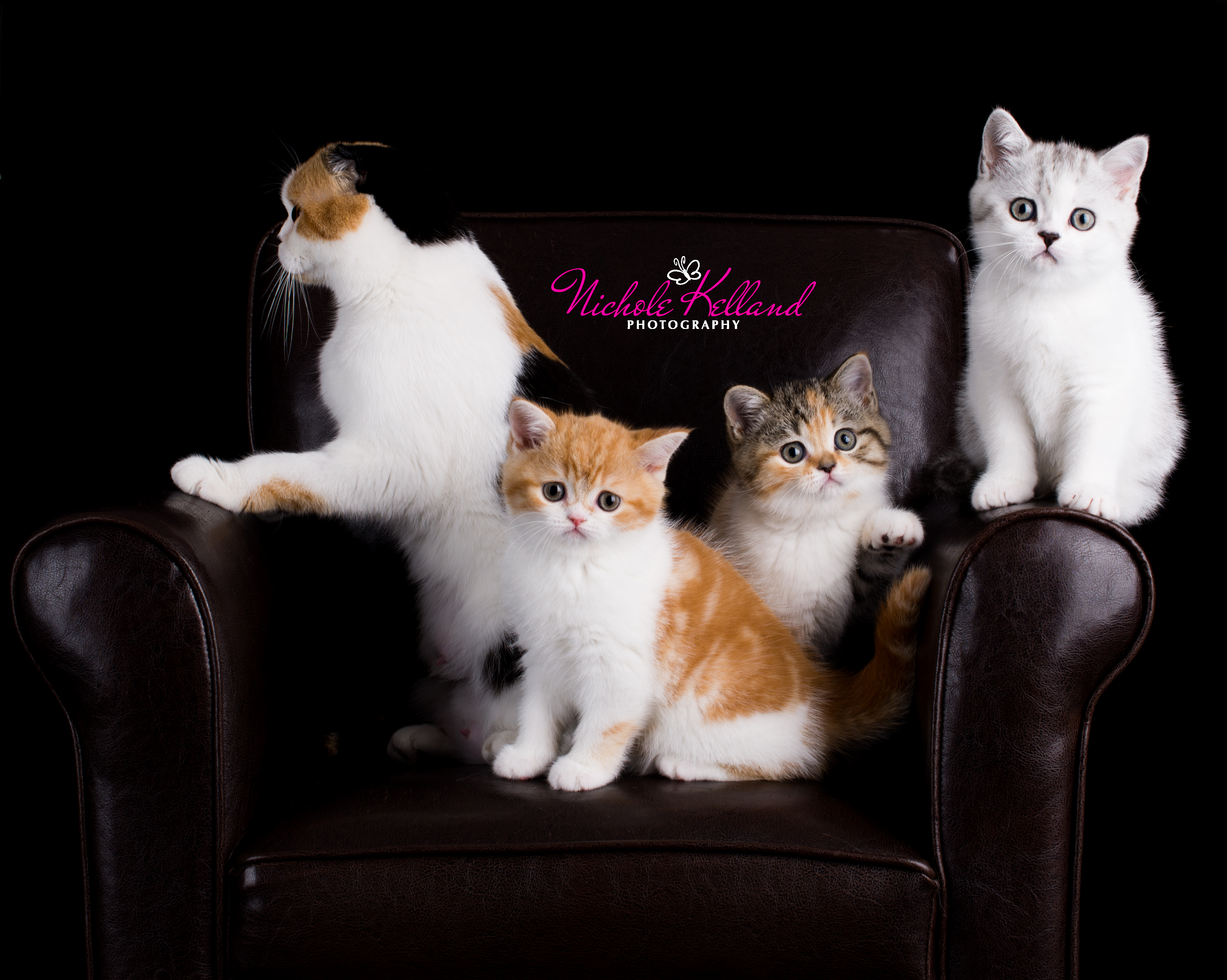 Lilly and babies
