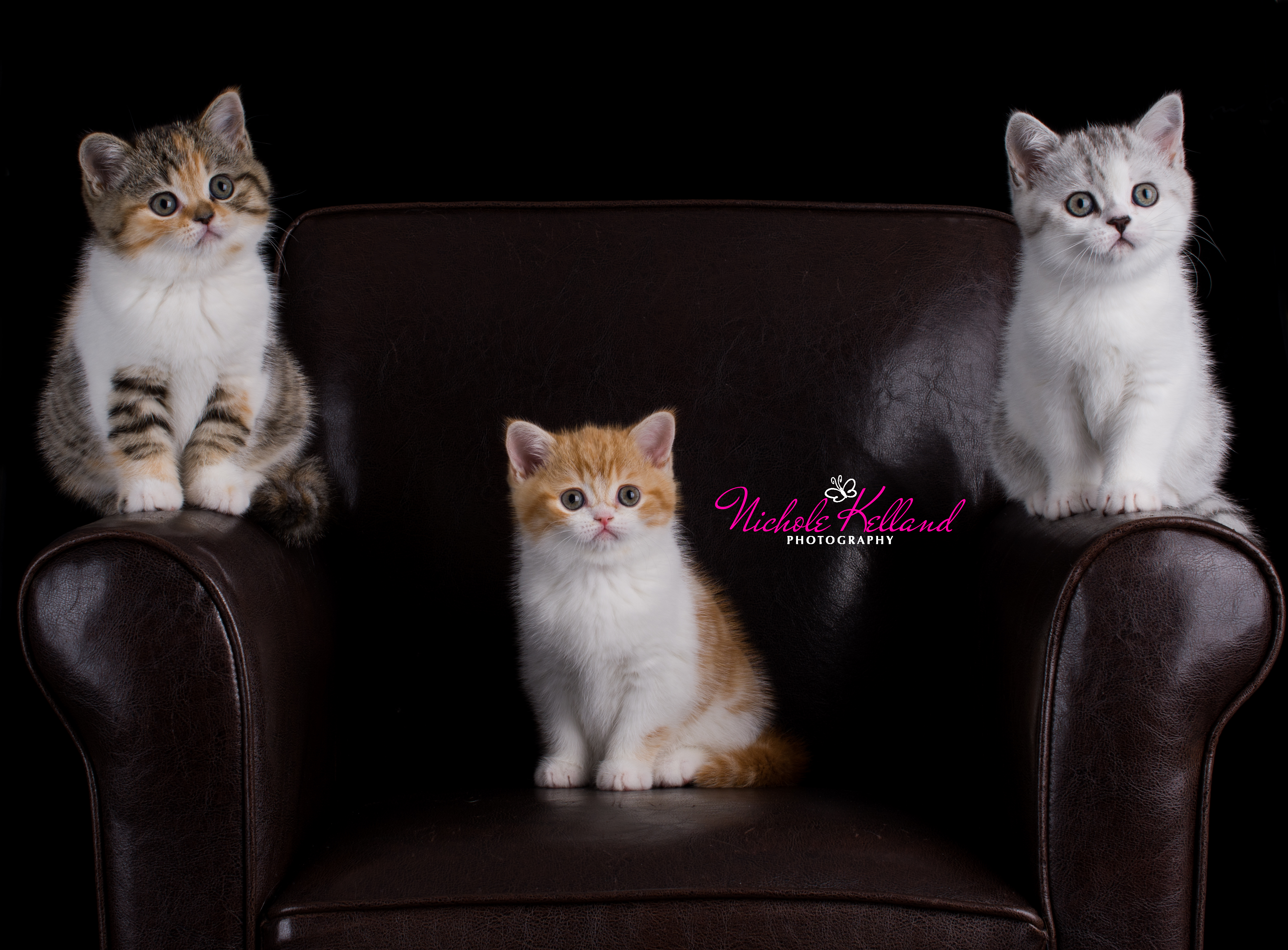 Chair of cuteness