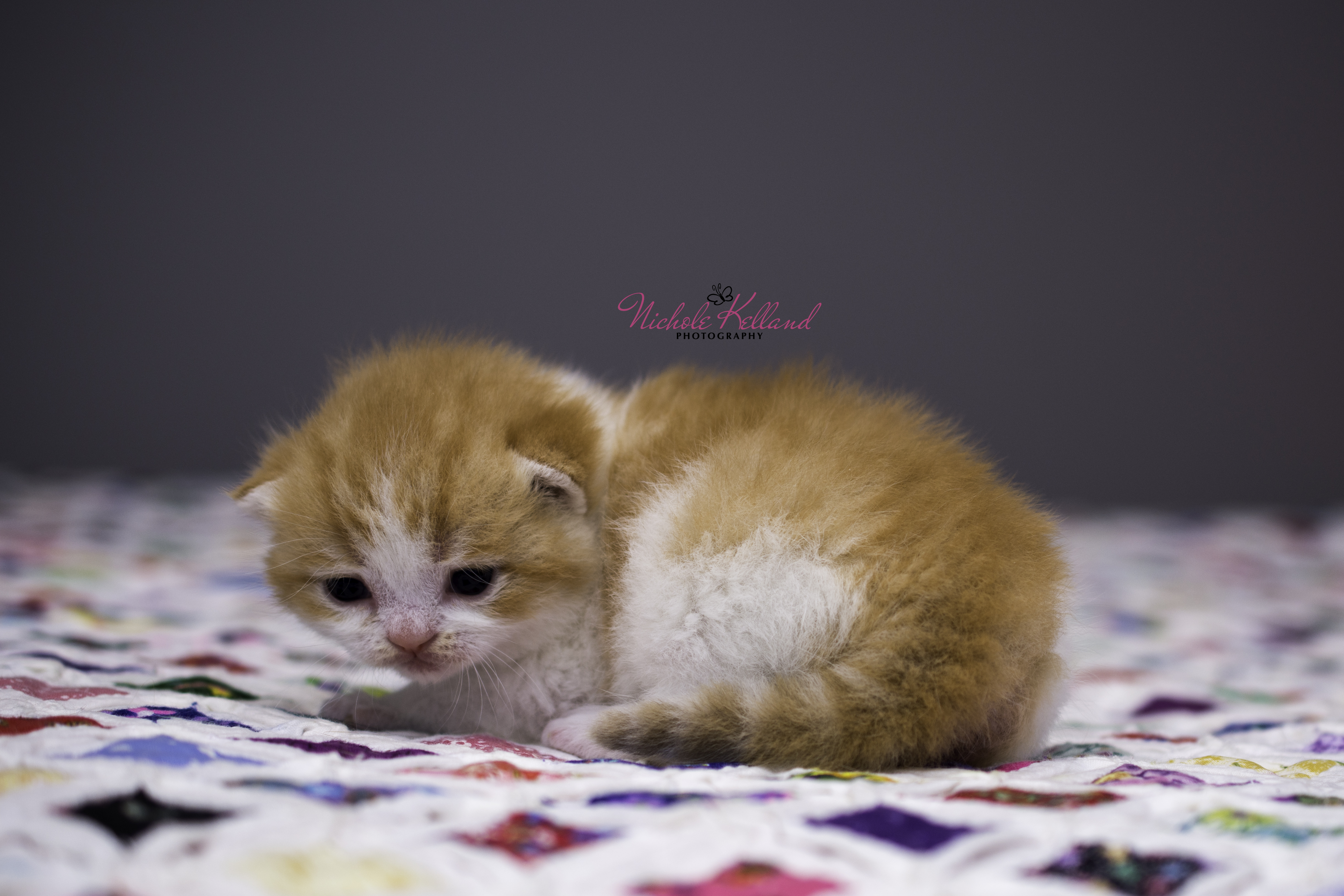 Finn