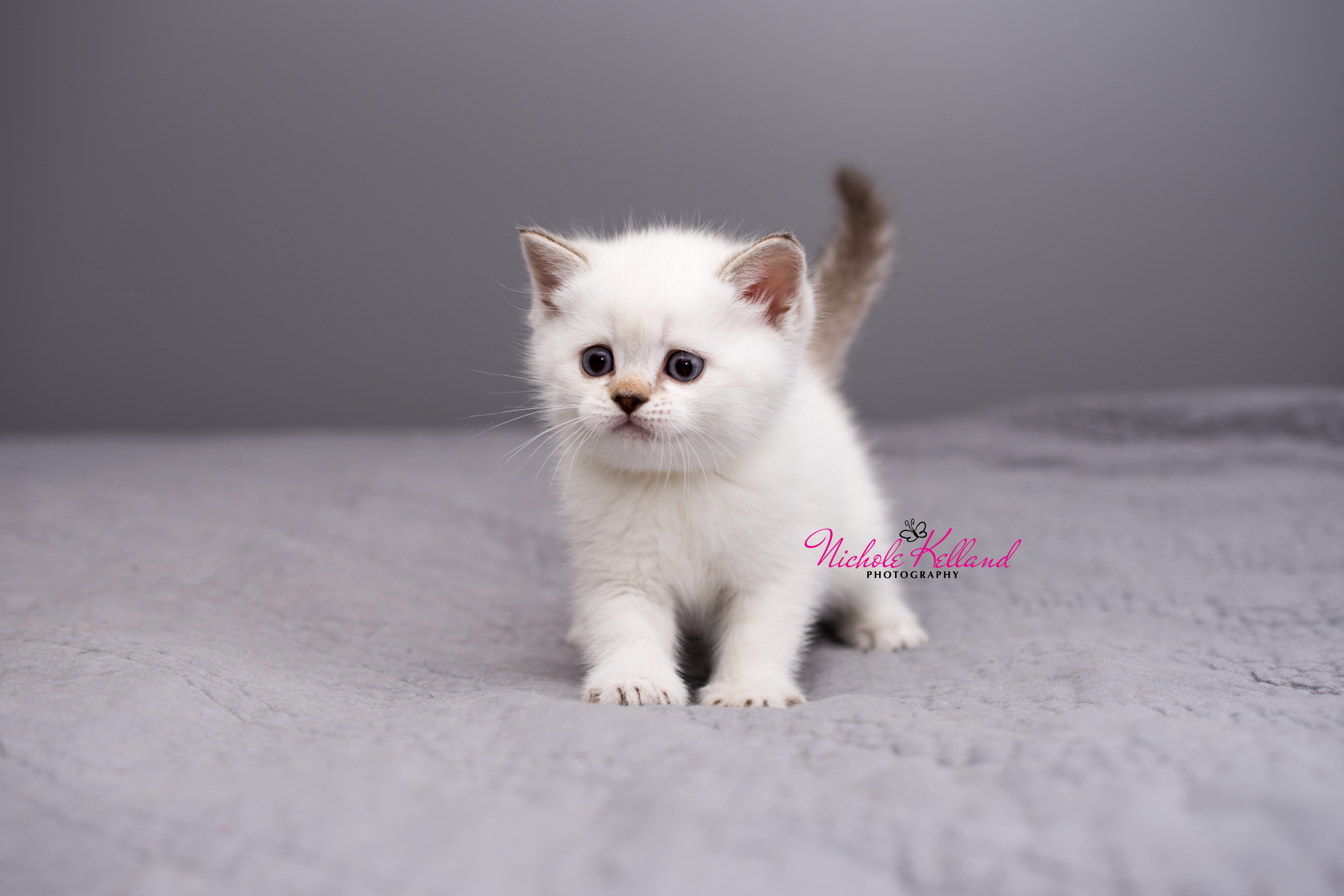 Felix