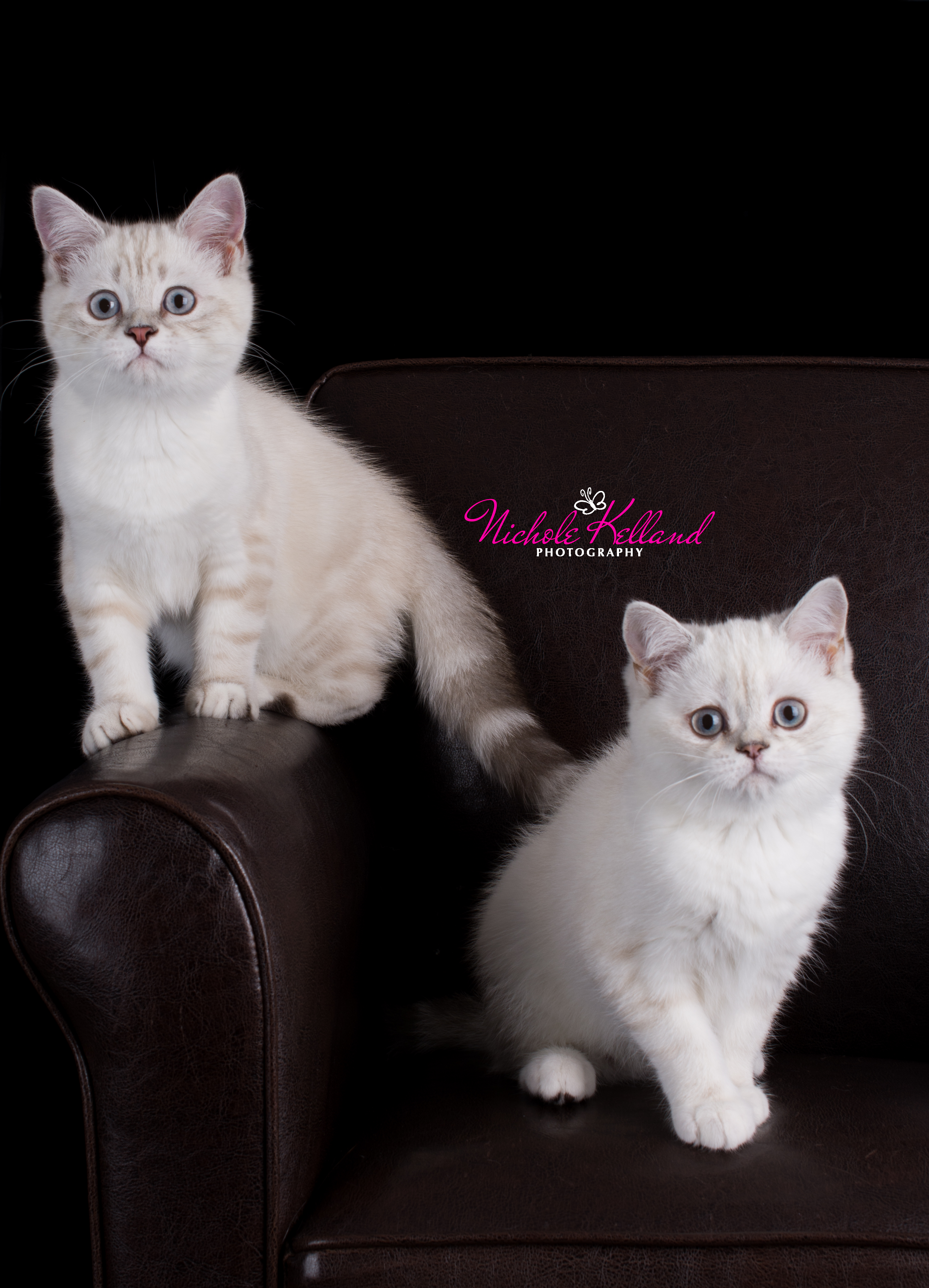 Tugger and Quinn