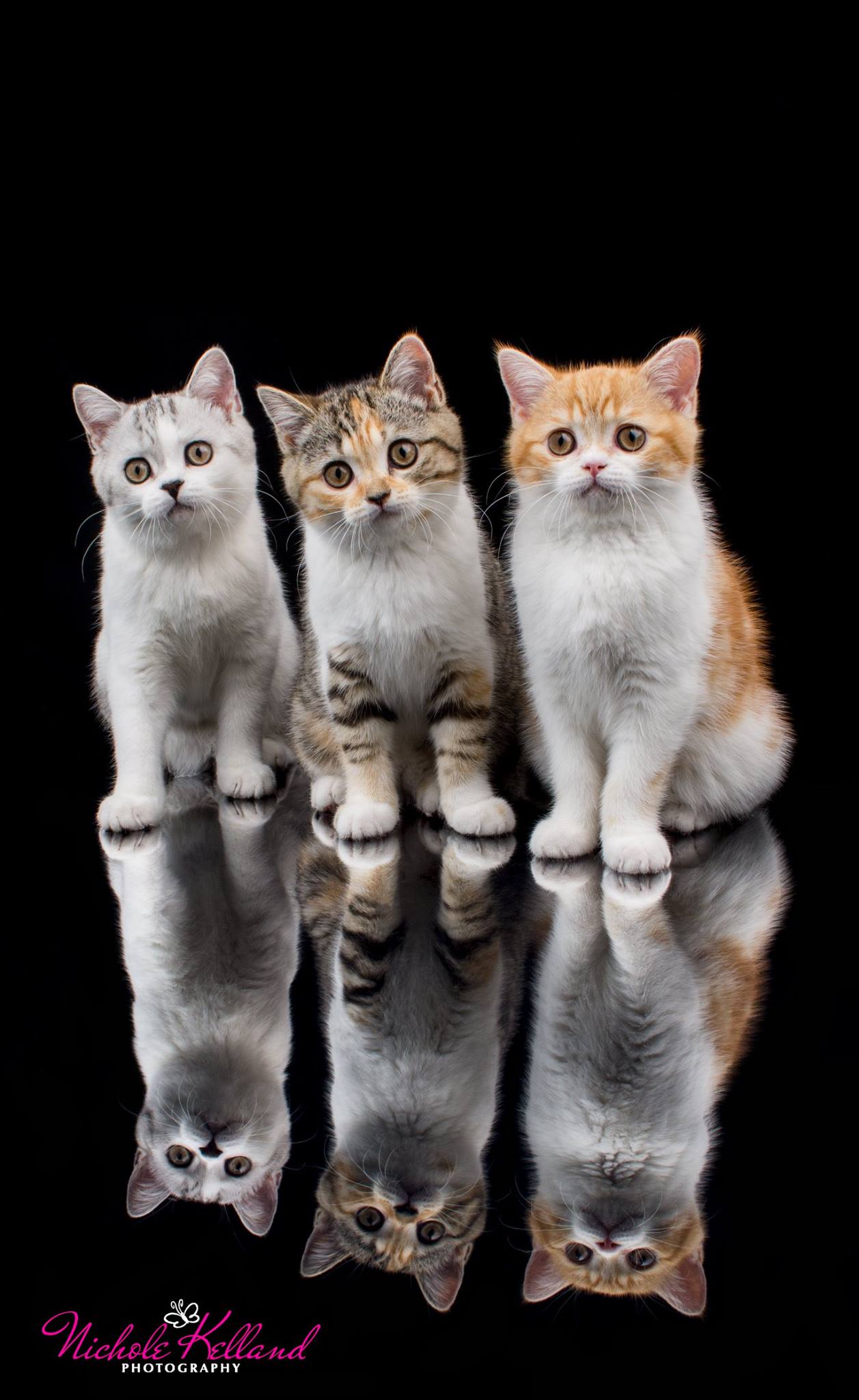The 3 Amigos