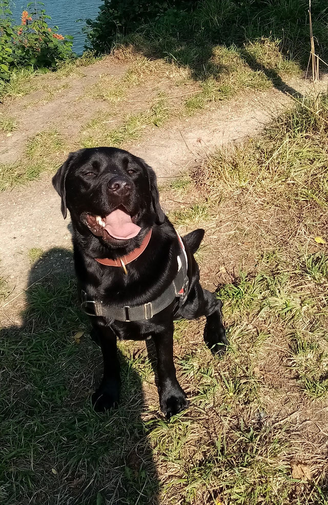 1001pattes Educateur comportementaliste et promeneur canin 1001pattes Educateur comportementaliste et promeneur canin