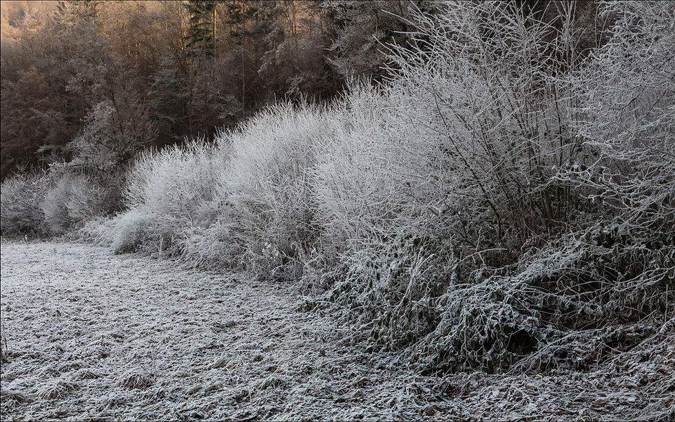 Sculptures de givre