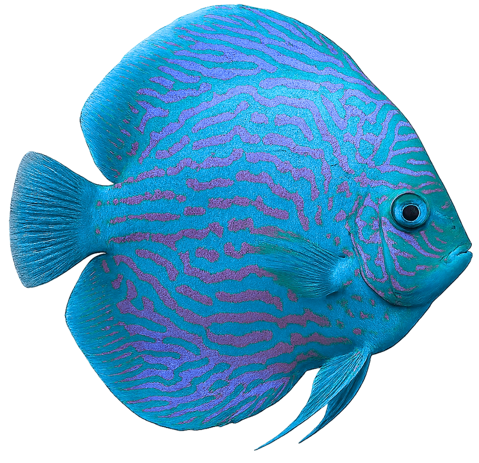 Poisson discus bleu et mauve, espèce décorative d’aquarium tropical, souvent proposée à la vente ou à l’échange.
