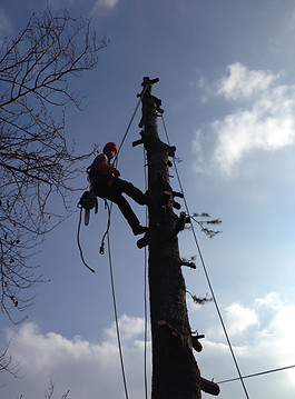 Démontage arbre