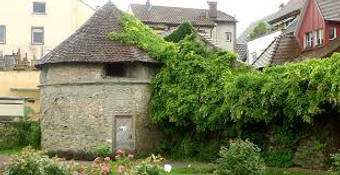 Retrait lierre envahissant
