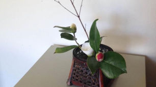 Spring 2015