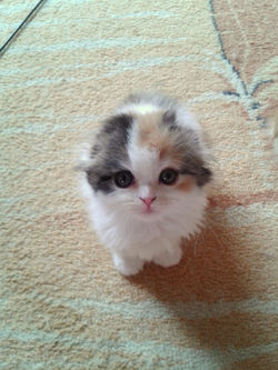 Cookie