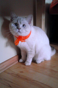 Lady