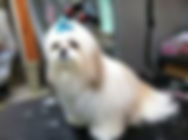 Caton de tulear