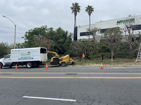 freddie-s-tree-service-at-a-commercial-job-site-YbNy7D4E4jHVz3MD.jpg