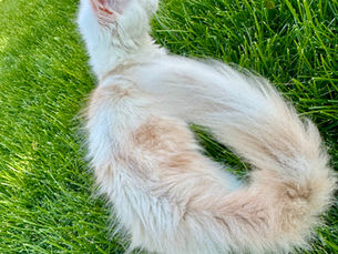 Why AspenMC Limits Litters