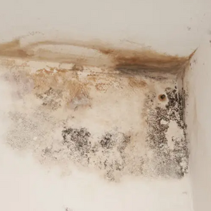 Schimmel op de muur in Delft? Zo onderscheidt u condens, doorslag en optrekkend vocht