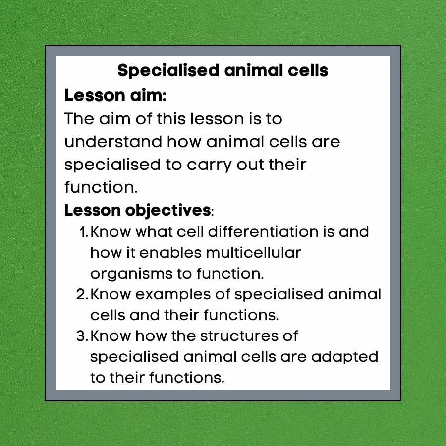 Thumbnail: Specialised animal cells Cover lesson