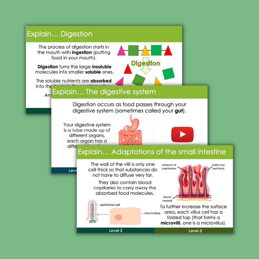 Thumbnail: Digestive system