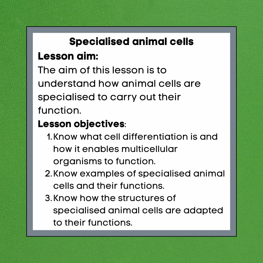 Thumbnail: Specialised animal cells