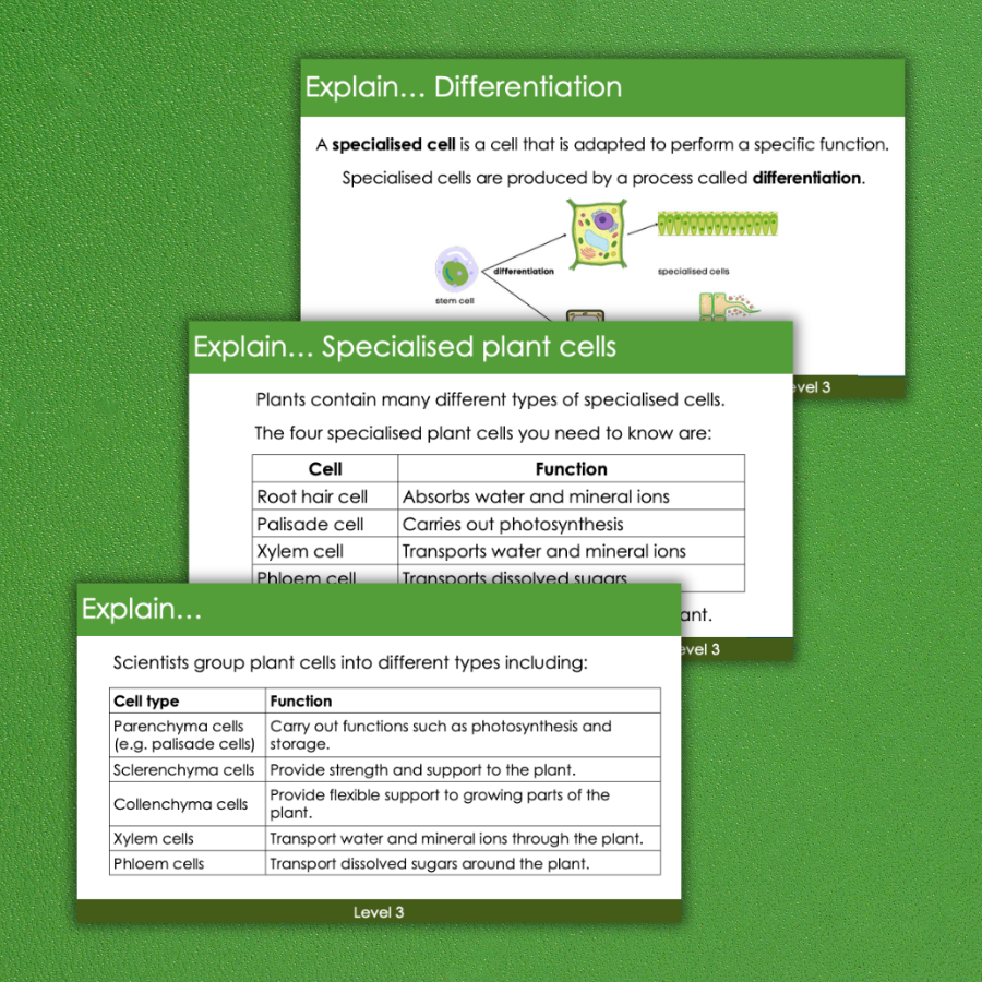 Thumbnail: Specialised plant cells