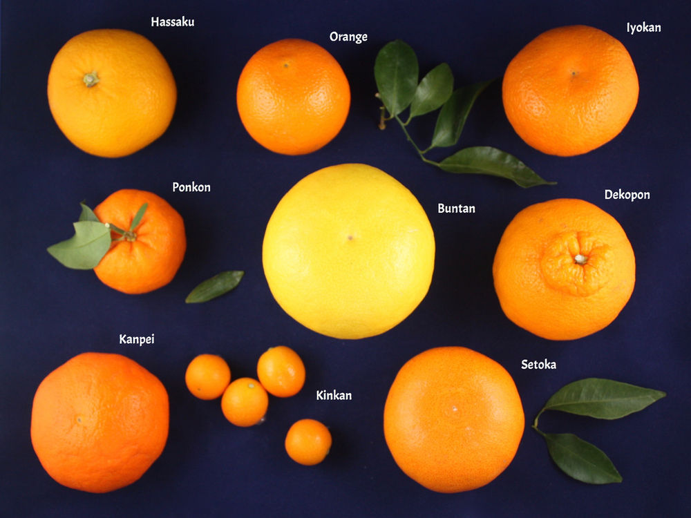 What's in season?....Citrus fruits