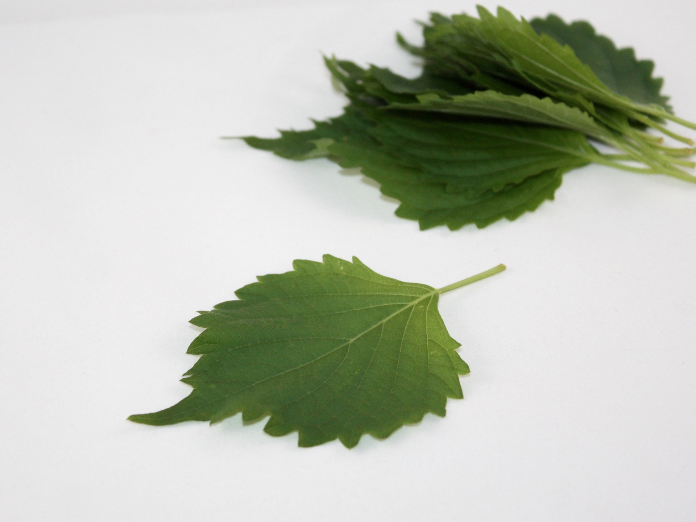 Green Perilla Leaf (Shiso)
