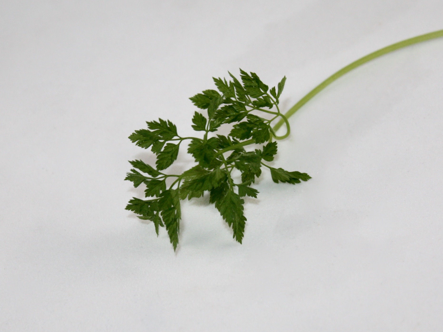 Chervil