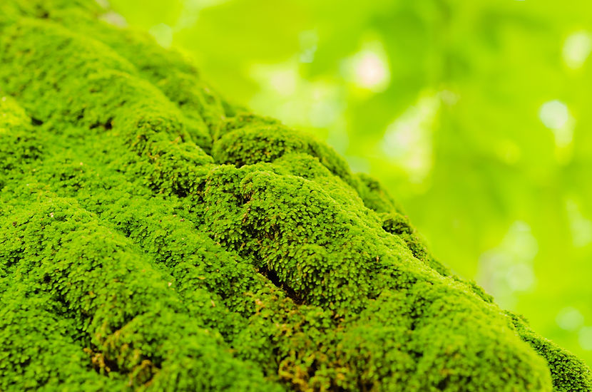 iStock-502194351.jpg